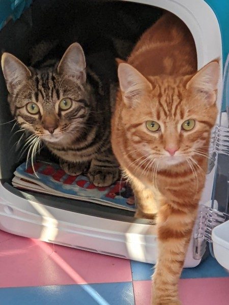 Two cats, a tabby and a ginger, peering out of their carrier.
