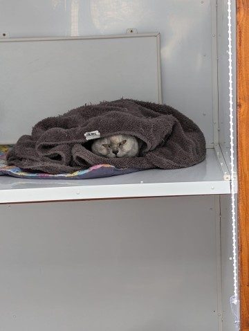 A grey cat peeping out from under a dark towel on a pen shelf.