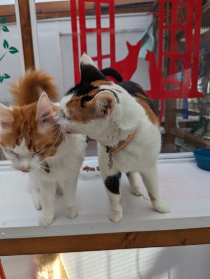 Two cats nuzzling on a pen shelf.