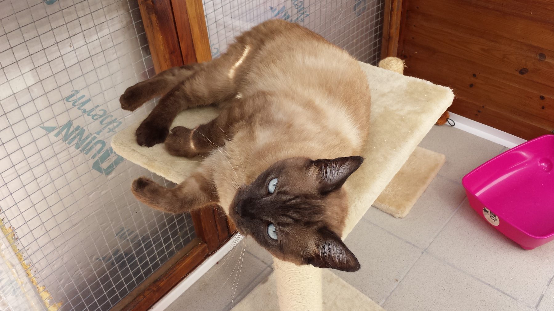 A Siamese stretched out on a cat tree inside a timber pen.